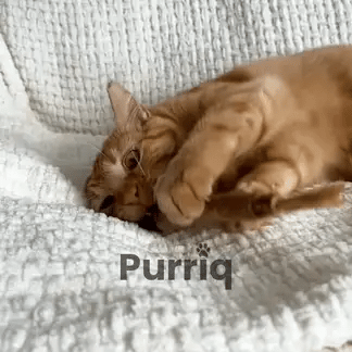 100% Natural Silvervine Dental Sticks